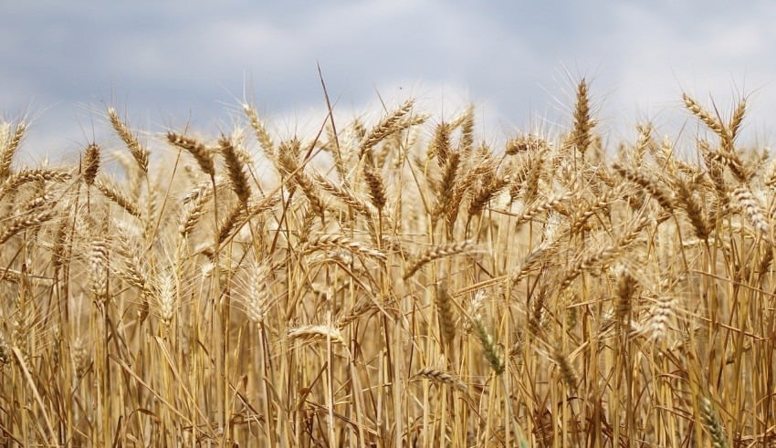 Quelle est la place des entreprises du secteur agro-alimentaire dans le monde ?