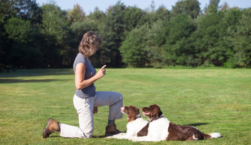 &Eacute;ducateur canin&nbsp;: comment se d&eacute;roule la formation&nbsp;?