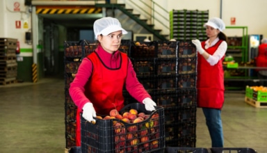 woman stacking boxes with nectarines