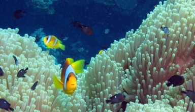 anemone fish and three spot dascyllus, dascyllus trimaculatus sharing anemone at paradise reef, red sea, egypt #scuba