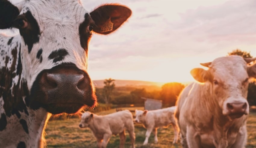 Fi&egrave;vre catarrhale ovine : une nouvelle menace pour le b&eacute;tail en France