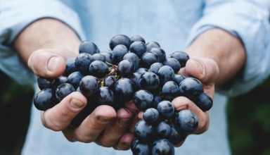 person holding grapes