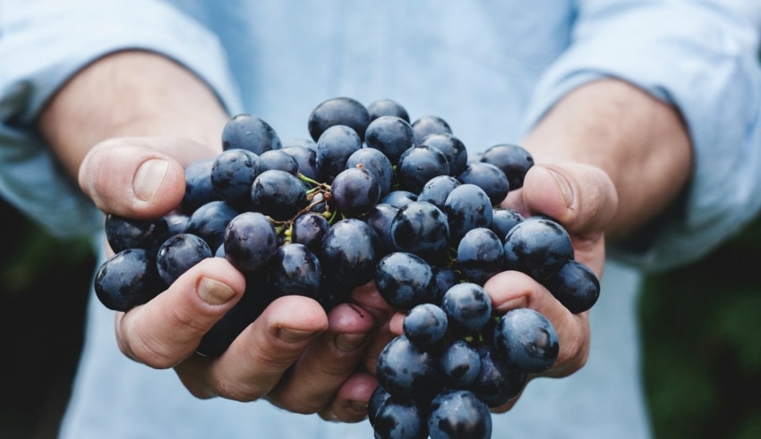Les vignerons et les d&eacute;fis des vendanges face aux al&eacute;as climatiques