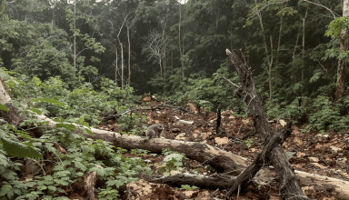 découvrez les principaux dangers environnementaux du traité de libre-échange entre l'union européenne et le mercosur : déforestation, perte de biodiversité et impact sur le climat. analyse des enjeux et conséquences écologiques de cet accord commercial.