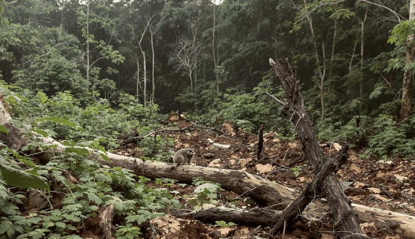 Les dangers environnementaux li&eacute;s au trait&eacute; de libre-&eacute;change entre l’Union europ&eacute;enne et le Mercosur