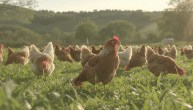 découvrez comment le secteur du poulet de plein air entrevoit une reprise après des mois difficiles liés à la hausse des prix des matières premières. analyse des perspectives et des enjeux pour les producteurs et consommateurs.