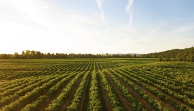 Nos conseils pour la création de votre entreprise agricole
