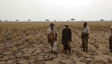 el niño intensifie l'insécurité alimentaire en aggravant les conditions climatiques, imposant une double peine aux populations vulnérables avec des conséquences dramatiques croissantes.